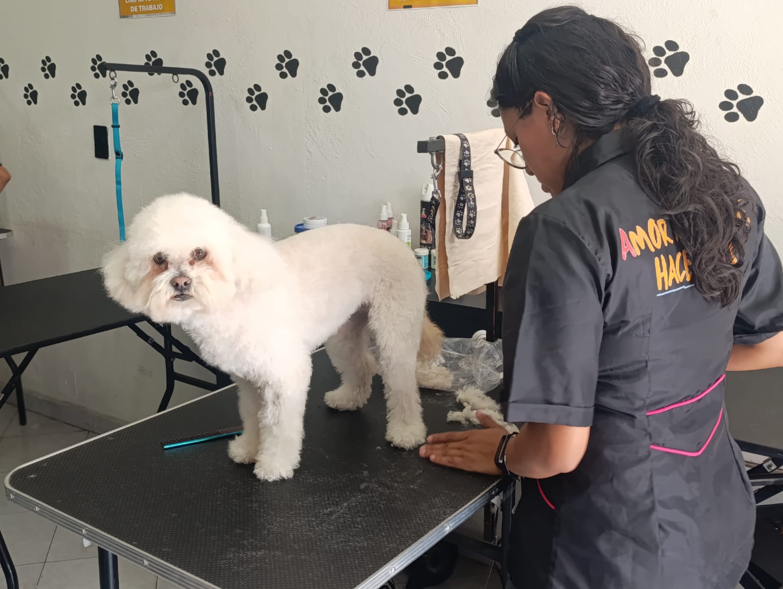 Diplomado en Estética Canina
